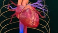 Human Heart Royalty Free Stock Photo